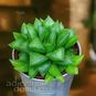 Растение ⌀ 5 Haworthia RETUSA x MIRABILIS Hybrid (Хавортия) 2