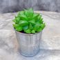 Растение ⌀ 5 Haworthia RETUSA x MIRABILIS Hybrid (Хавортия) 3