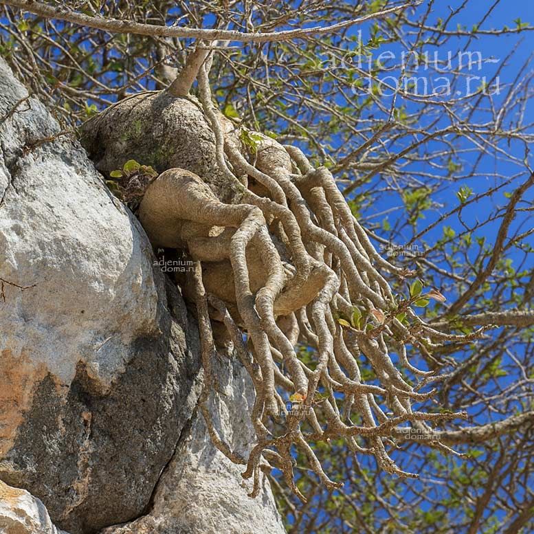 Adenium DHOFARENSE Адениум дофарский Дофаренс Дофарская розa пустыни 1