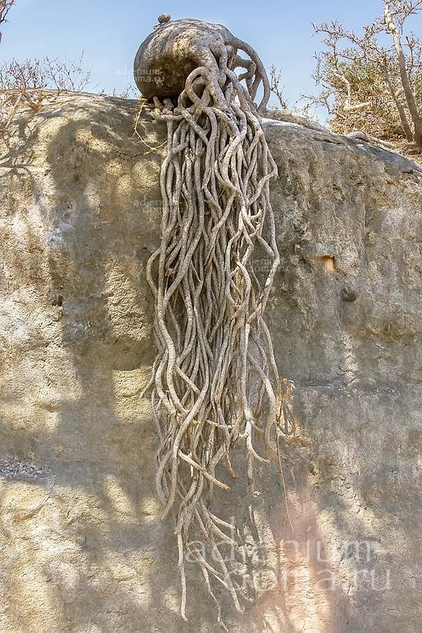 Adenium DHOFARENSE Адениум дофарский Дофаренс Дофарская розa пустыни 2