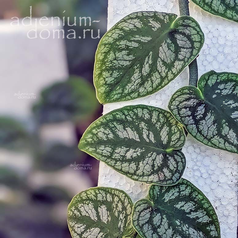 Monstera DUBIA Shingle Plant Монстера сомнительная Дубия Ползущая 3