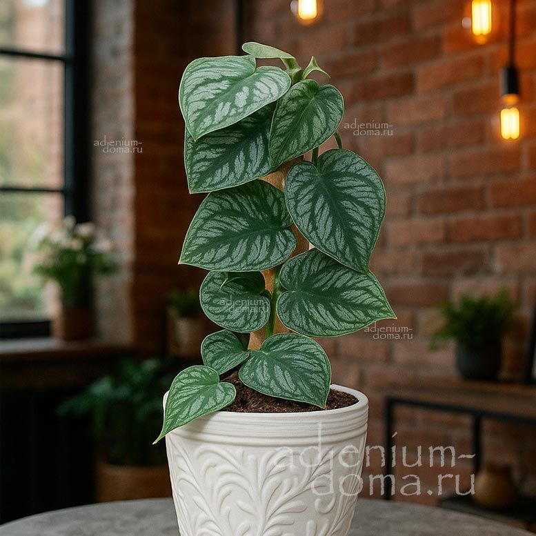 Monstera DUBIA Shingle Plant Монстера сомнительная Дубия Ползущая 1