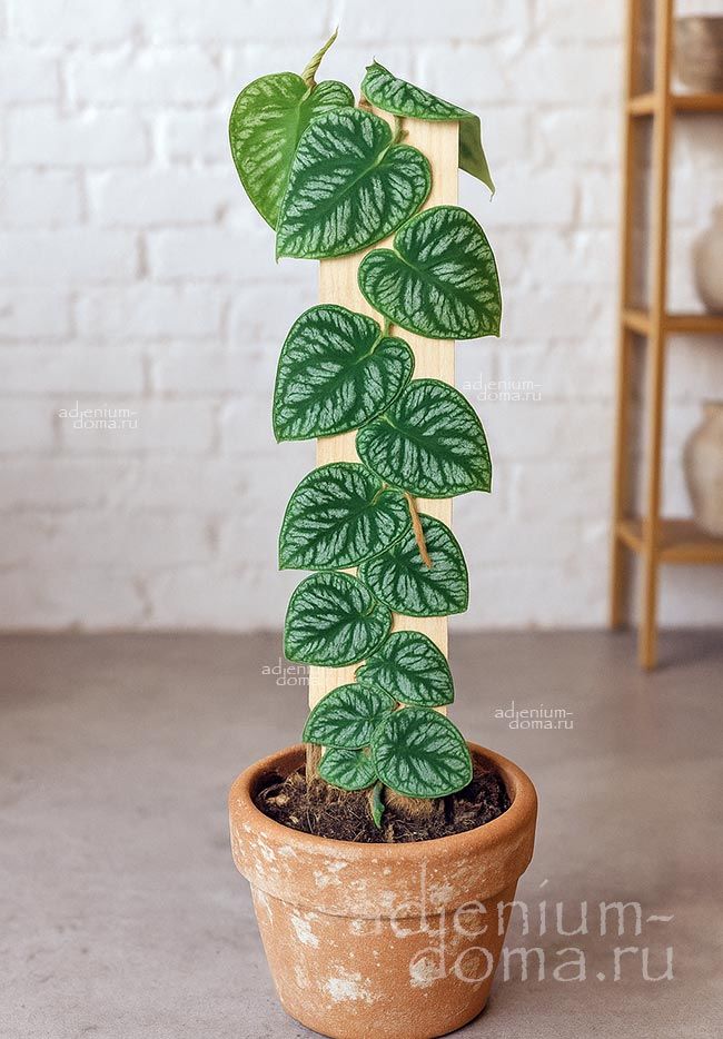 Monstera DUBIA Shingle Plant Монстера сомнительная Дубия Ползущая 2