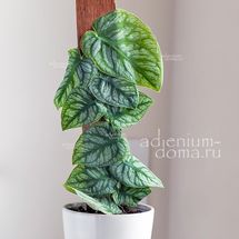 Monstera DUBIA (Монстера)