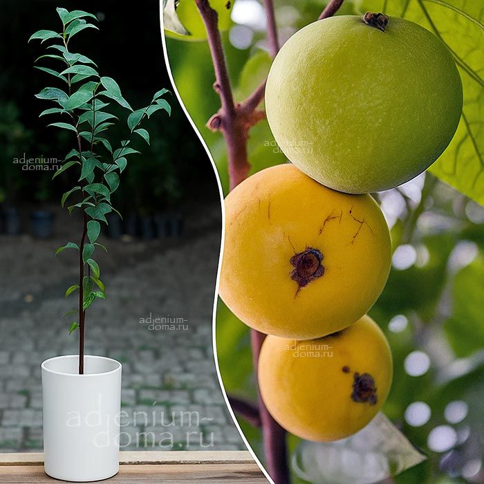 Eugenia STIPITATA (Араза, Евгения)