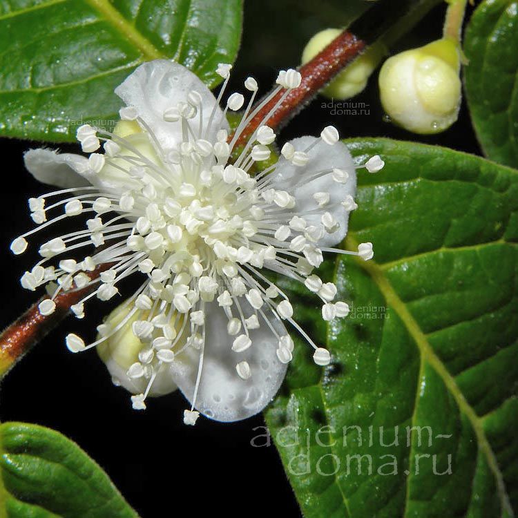 Eugenia STIPITATA Araza Араза Евгения черешковая Югения ножкоплодная Эвгения Стипитата 3