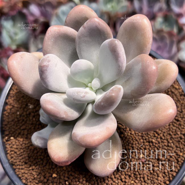 Pachyphytum BRACTEOSUM Пахифитум прицветниковый Брактеозум 1
