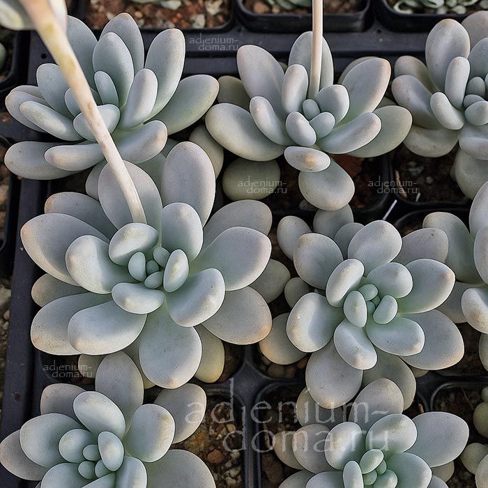Pachyphytum BRACTEOSUM Пахифитум прицветниковый Брактеозум 2