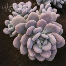 Pachyphytum BRACTEOSUM (Пахифитум)