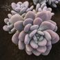 Pachyphytum BRACTEOSUM (Пахифитум) 2