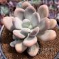 Pachyphytum BRACTEOSUM (Пахифитум) 3