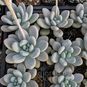 Pachyphytum BRACTEOSUM (Пахифитум) 4