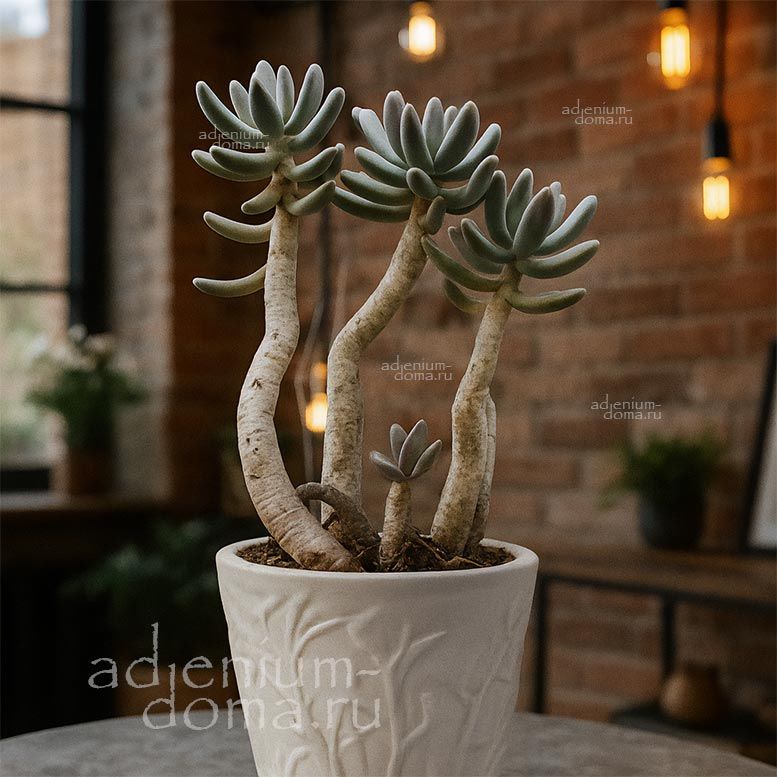 Pachyphytum CONFUSUM (Пахифитум)