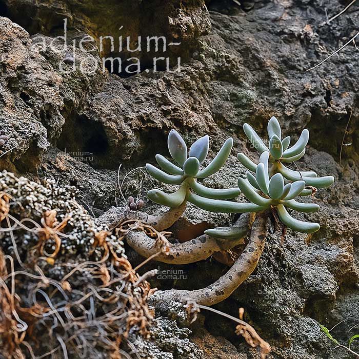 Pachyphytum CONFUSUM Пахифитум спутанный Конфузум 2