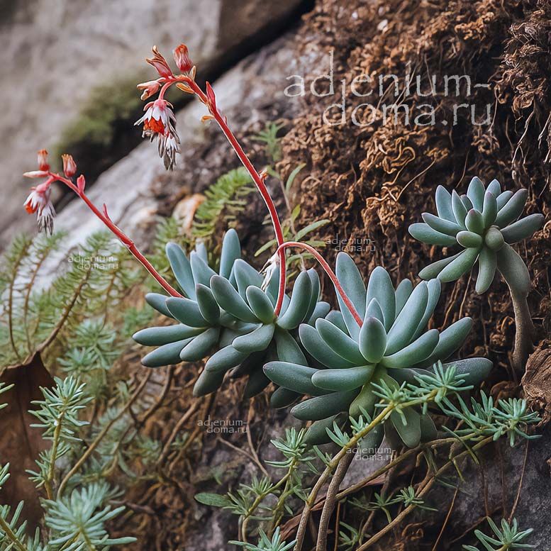 Pachyphytum CONFUSUM Пахифитум спутанный Конфузум 3