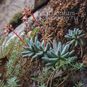 Pachyphytum CONFUSUM (Пахифитум) 4