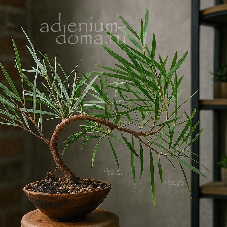 Acacia MELANOXYLON Mimosa Racosperma Акация чёрная Меланоксилон 1