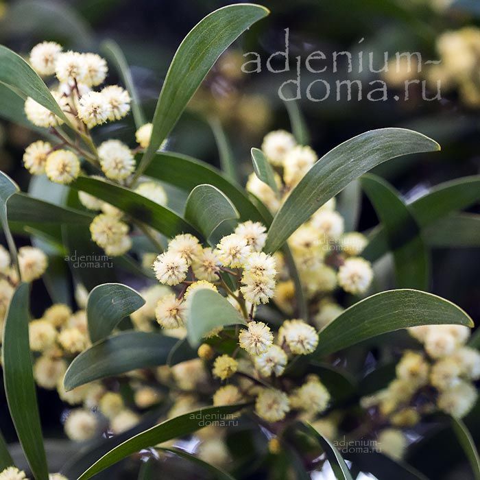 Acacia MELANOXYLON Mimosa Racosperma Акация чёрная Меланоксилон 2