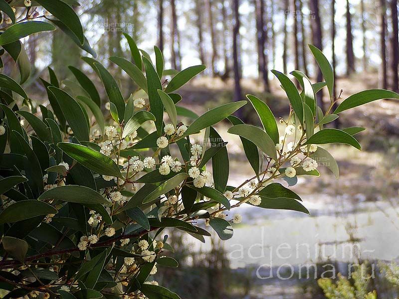 Acacia MELANOXYLON Mimosa Racosperma Акация чёрная Меланоксилон 3