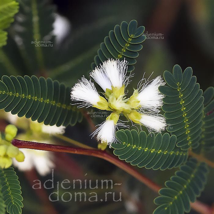 Acacia ANGUSTISSIMA Acaciella Акация узколистная Ангустиссима 3