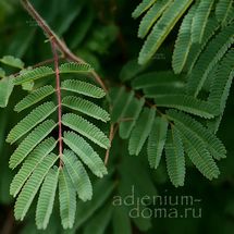 Acacia ANGUSTISSIMA (Акация)