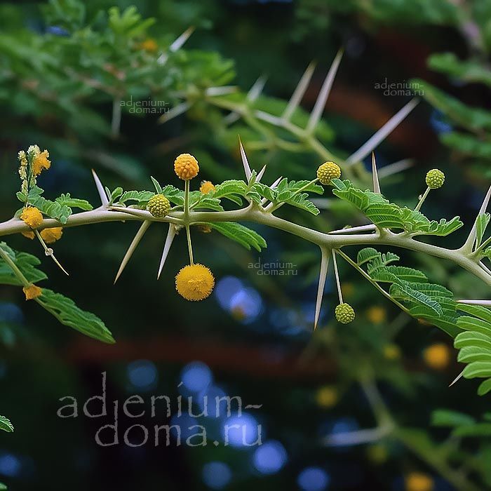 Acacia ARABICA (Бабул, Акация)