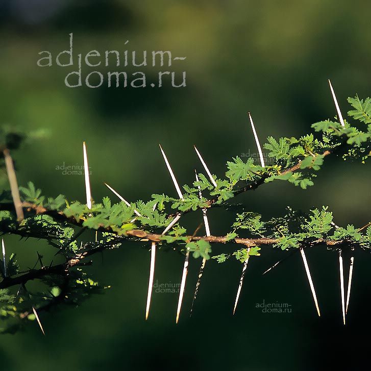 Acacia ARABICA Vachellia NILOTICA Babul Акация нильская Арабика аравийская Вачеллия Бабул Кхайр 2