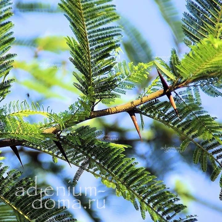 Acacia ARABICA Vachellia NILOTICA Babul Акация нильская Арабика аравийская Вачеллия Бабул Кхайр 3