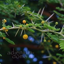 Acacia ARABICA (Бабул, Акация)