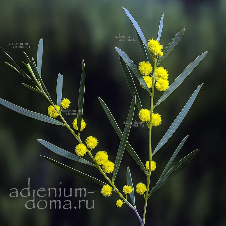 Acacia LATIFOLIA (Акация)