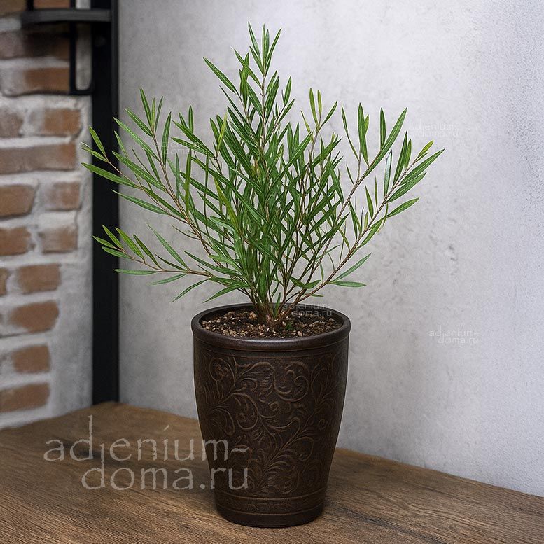 Acacia LATIFOLIA Racosperma Акация широколистная Латифолия 2