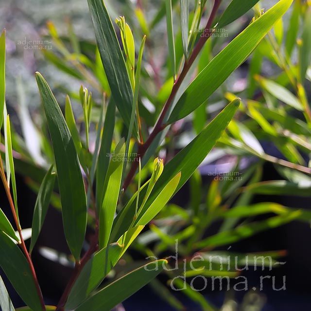 Acacia LATIFOLIA Racosperma Акация широколистная Латифолия 3