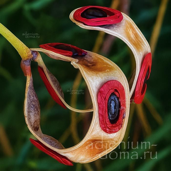 Acacia CYCLOPS Racosperma Акация круглоглазая Циклопс Одноглазый плетень 1