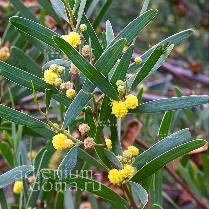 Acacia CYCLOPS Racosperma Акация круглоглазая Циклопс Одноглазый плетень 3