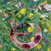 Acacia CYCLOPS (Акация)