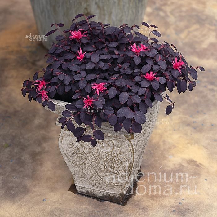 Loropetalum CHINENSE 'RUBRUM' (Лоропеталум)
