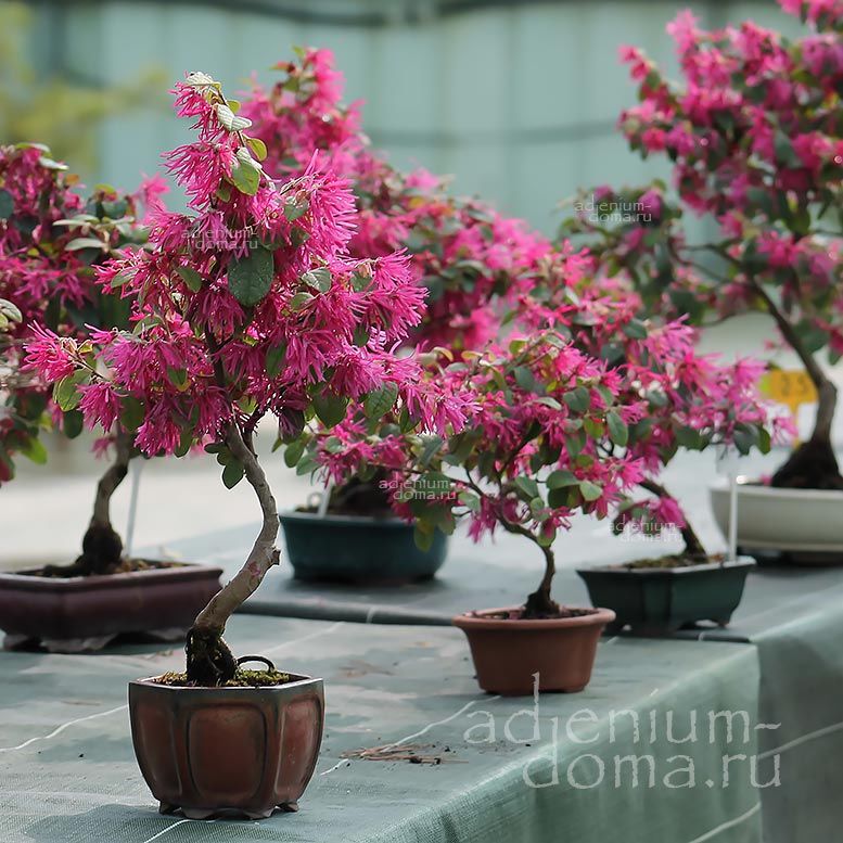 Loropetalum CHINENSE RUBRUM Лоропеталум китайский красный Чиненсе Рубрум Ремнелепестник 2