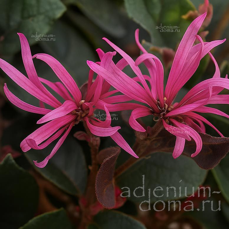 Loropetalum CHINENSE RUBRUM Лоропеталум китайский красный Чиненсе Рубрум Ремнелепестник 3