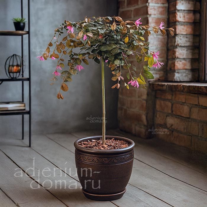 Loropetalum CHINENSE RUBRUM Лоропеталум китайский красный Чиненсе Рубрум Ремнелепестник 1