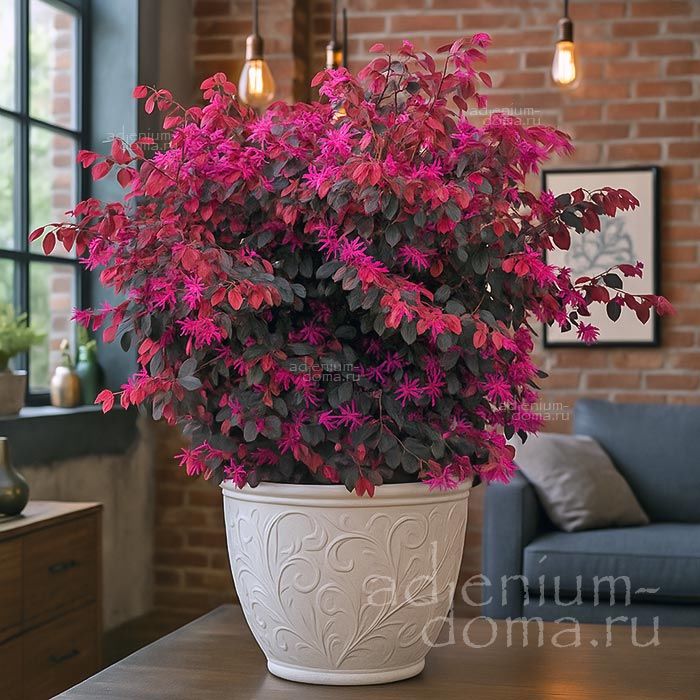Loropetalum CHINENSE RUBRUM Лоропеталум китайский красный Чиненсе Рубрум Ремнелепестник 4