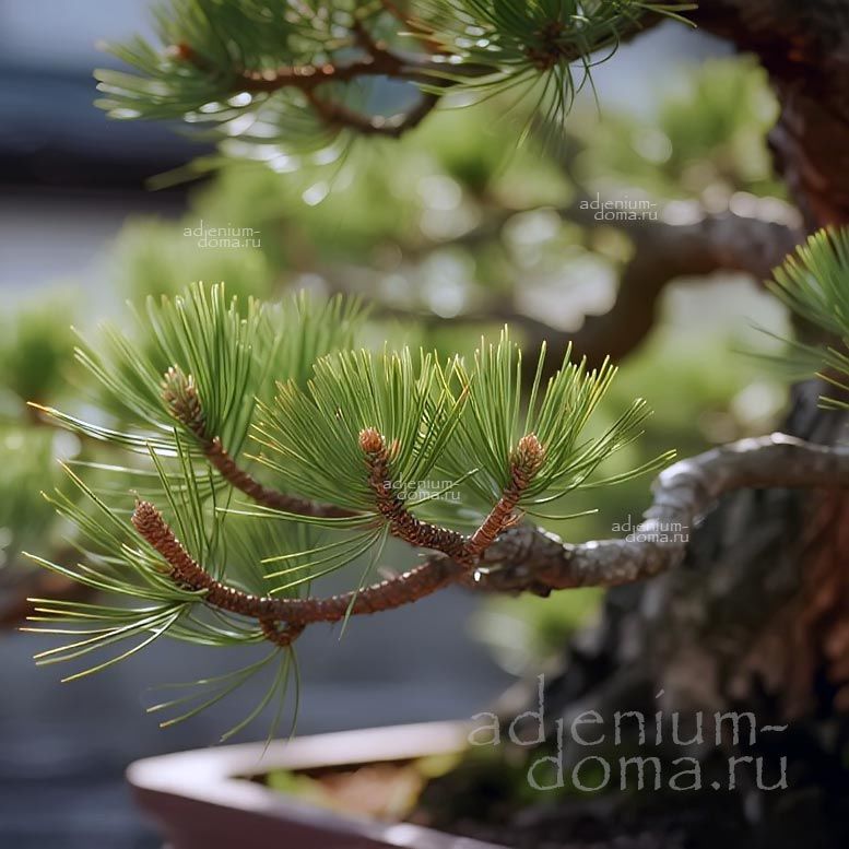 Casuarina EQUISETIFOLIA (Казуарина)