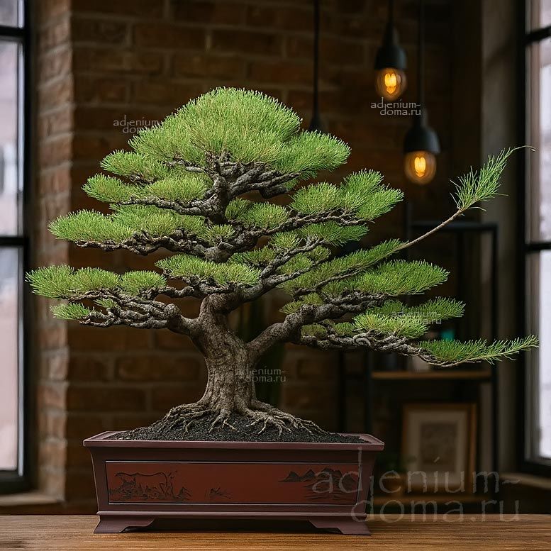 Casuarina EQUISETIFOLIA Australian pine Whistling tree Казуарина хвощелистная Железное дерево 1