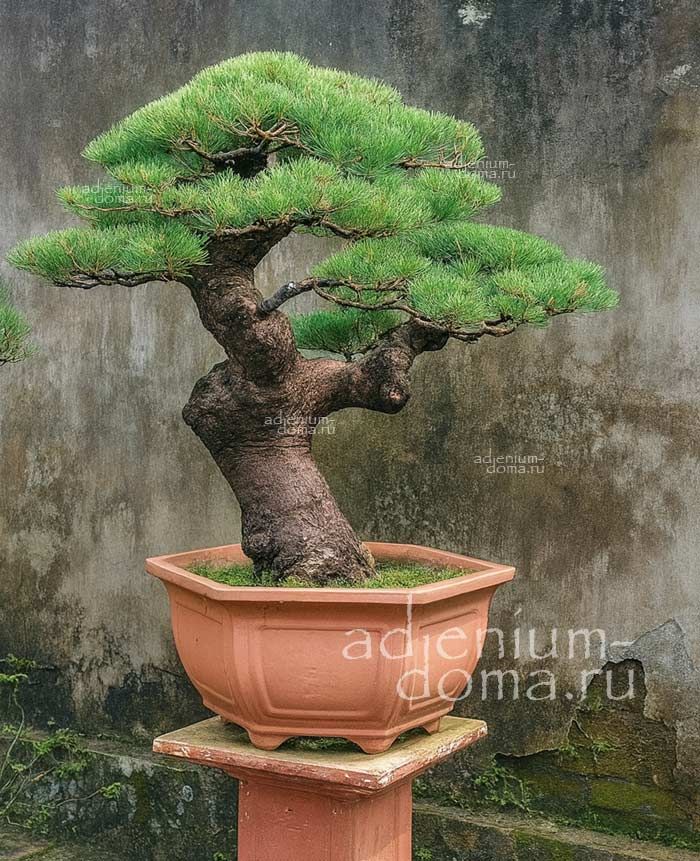 Casuarina EQUISETIFOLIA Australian pine Whistling tree Казуарина хвощелистная Железное дерево 2
