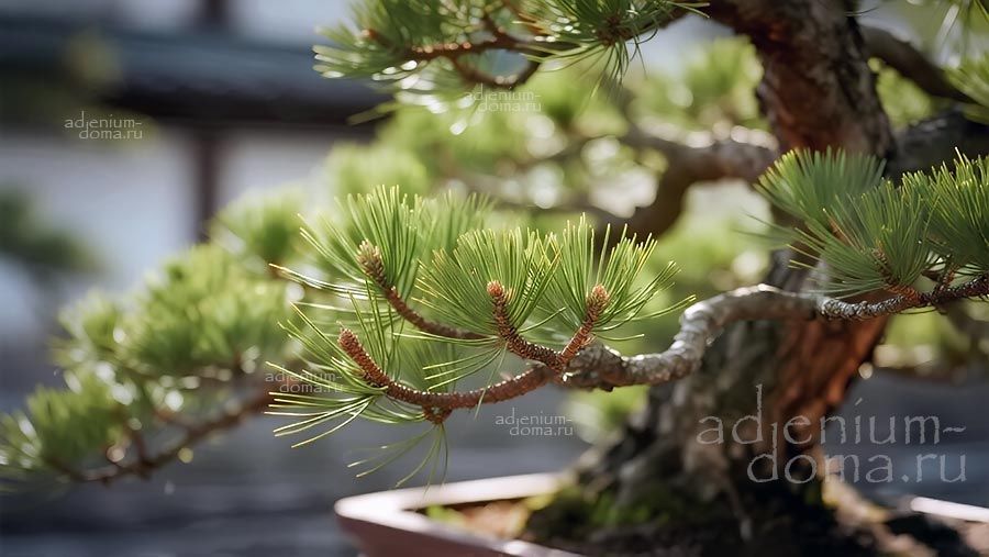 Casuarina EQUISETIFOLIA Australian pine Whistling tree Казуарина хвощелистная Железное дерево 3