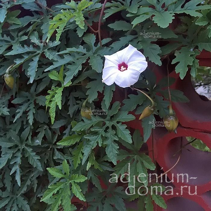 Distimake DISSECTUS Merremia DISSECTA Ipomoea Дистимак рассечённый Мерремия Диссекта Ипомея 2