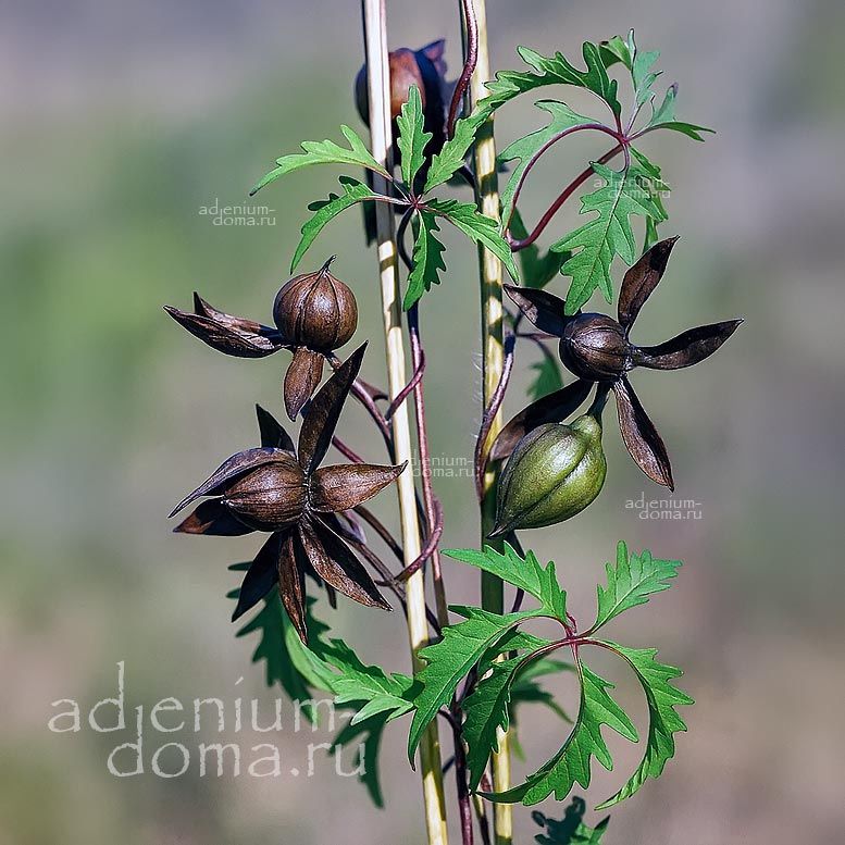 Distimake DISSECTUS Merremia DISSECTA Ipomoea Дистимак рассечённый Мерремия Диссекта Ипомея 3