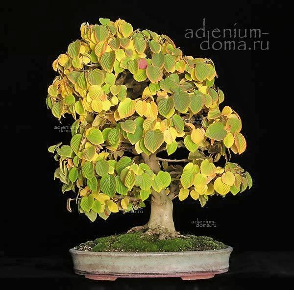 Corylopsis SPICATA Spike Winterhazel Корилопсис колосистый Спиката 3