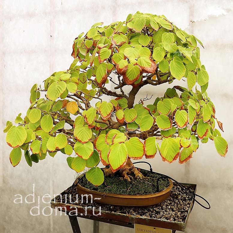 Corylopsis SPICATA Spike Winterhazel Корилопсис колосистый Спиката 1