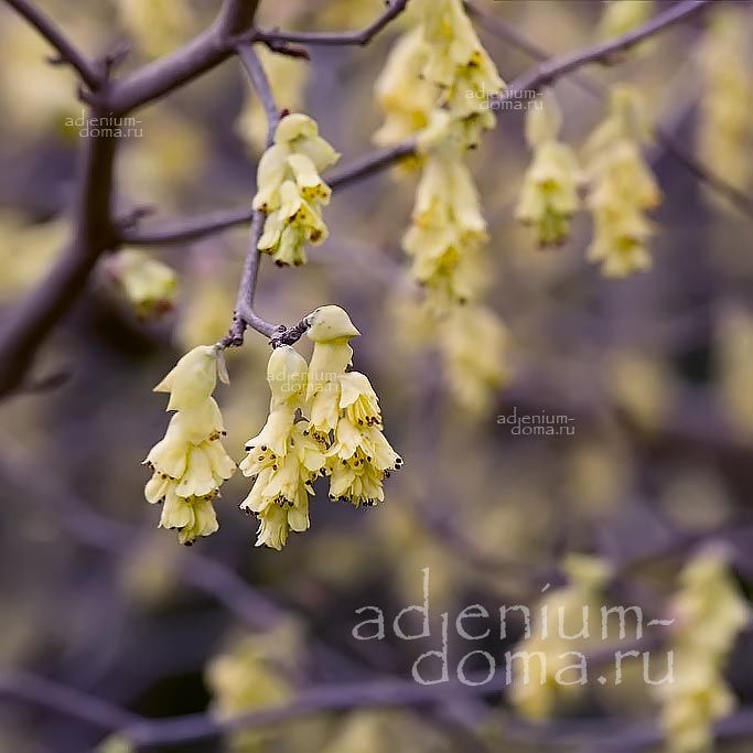 Corylopsis SPICATA Spike Winterhazel Корилопсис колосистый Спиката 2