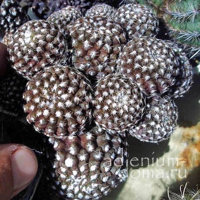 Eriosyce MALLEOLATA (Эриосице)